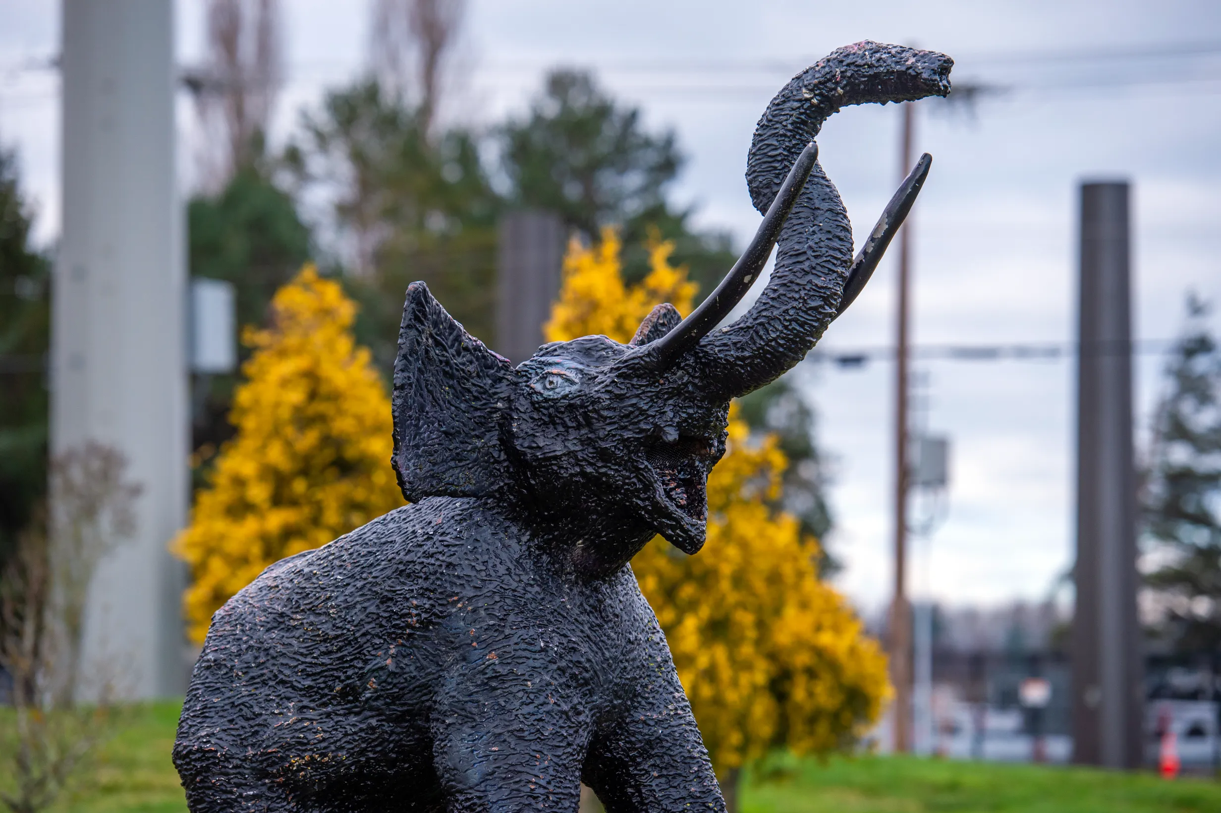 Lisa the Elephant — photo 6